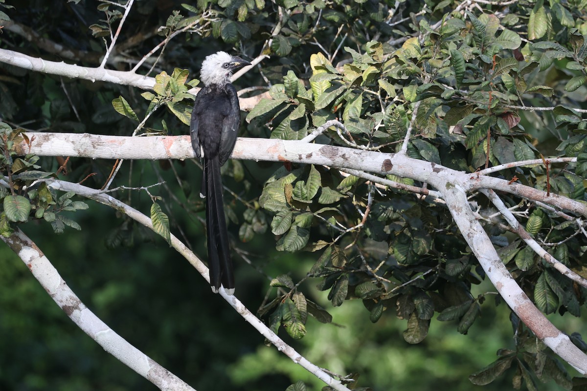 Western Long-tailed Hornbill - ML631131528