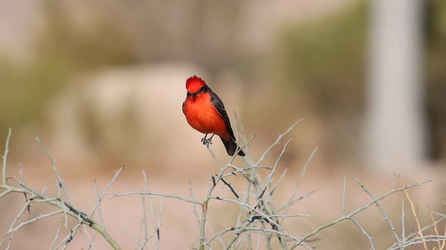 Vermilion Flycatcher - ML631131541
