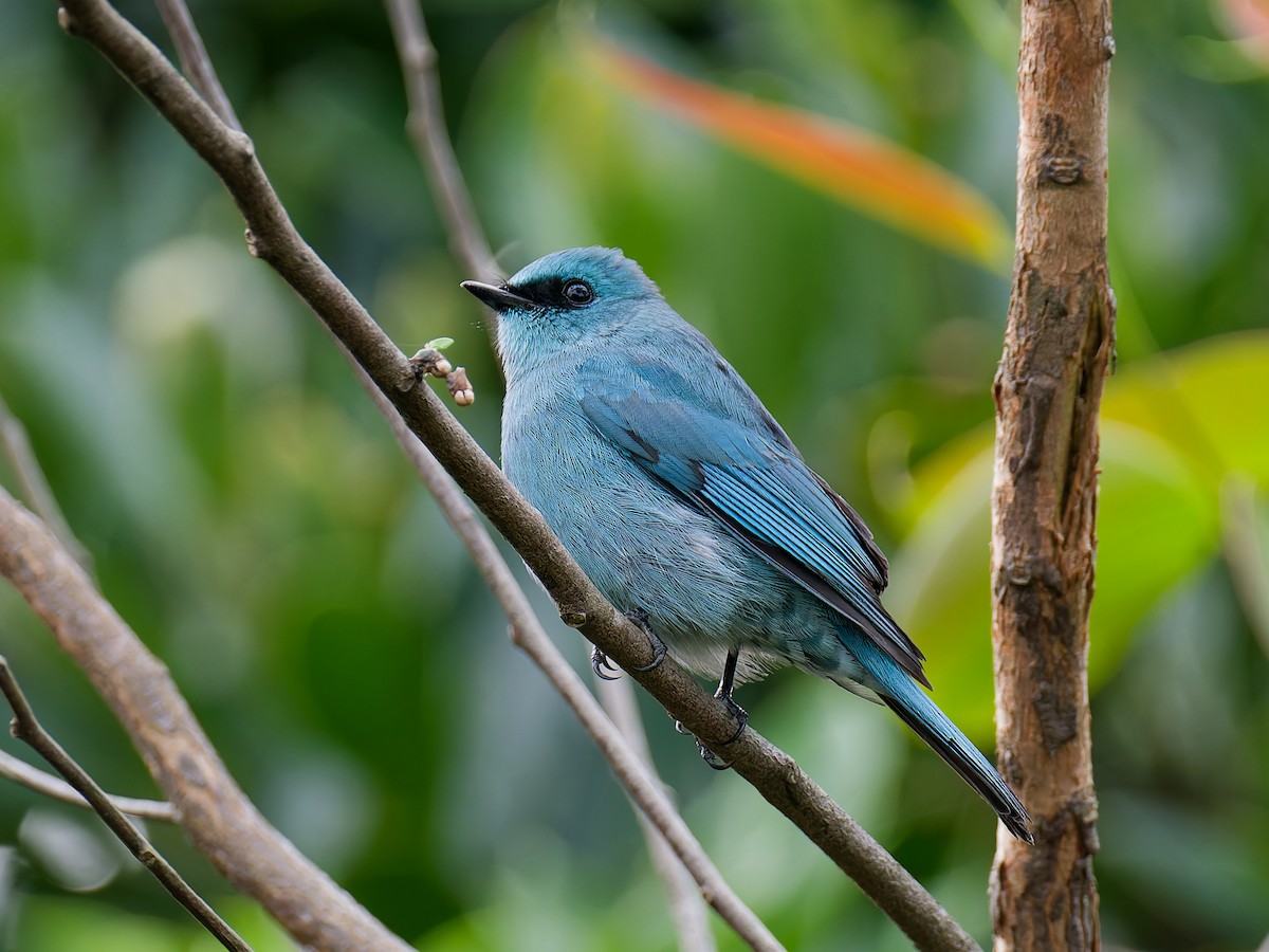 talassinfluesnapper - ML631131547