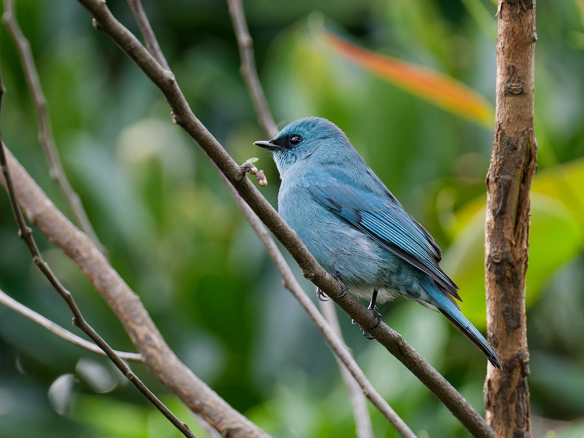 talassinfluesnapper - ML631131549