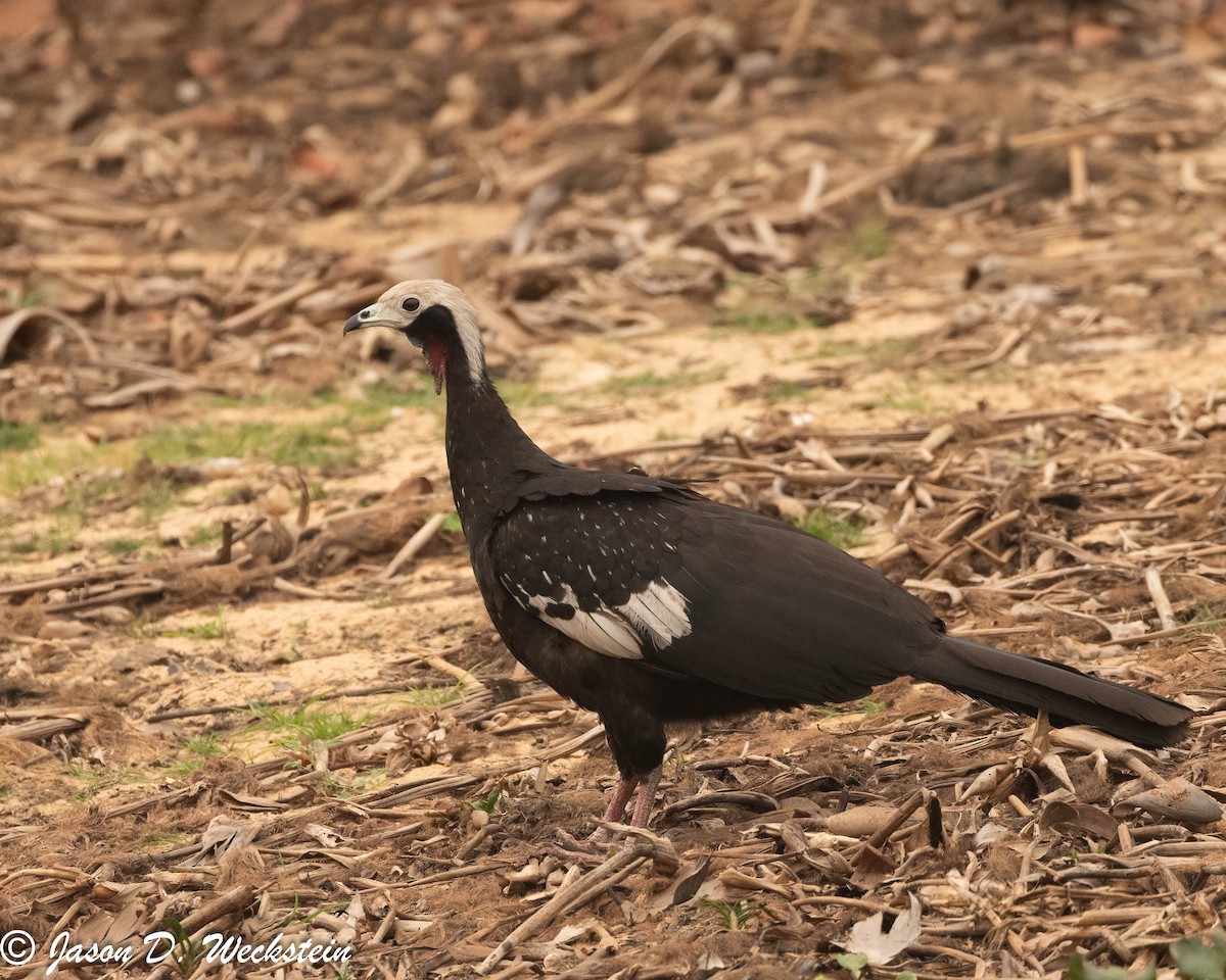 Red-throated Piping-Guan - ML631131562