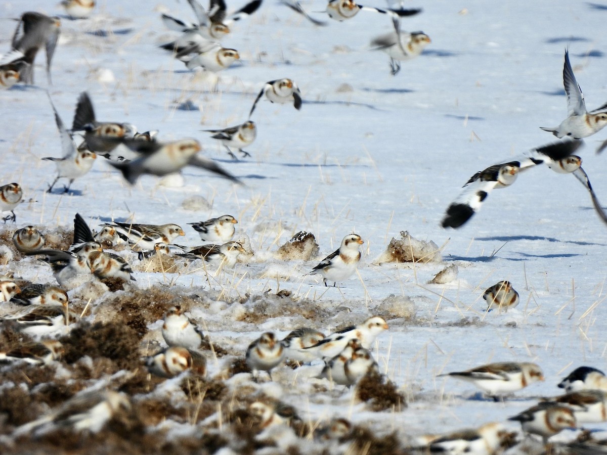 Snow Bunting - Hailey Whetten