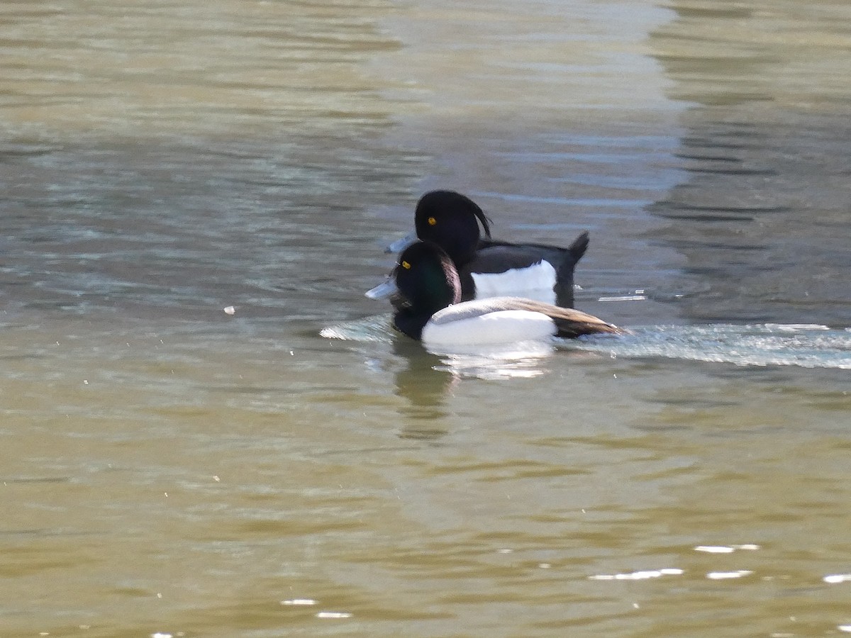 Moretta - ML631131576