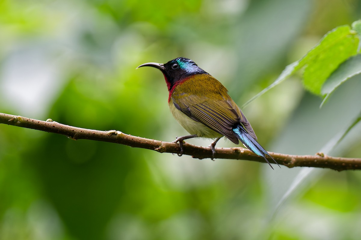 gaffelsolfugl - ML631131580