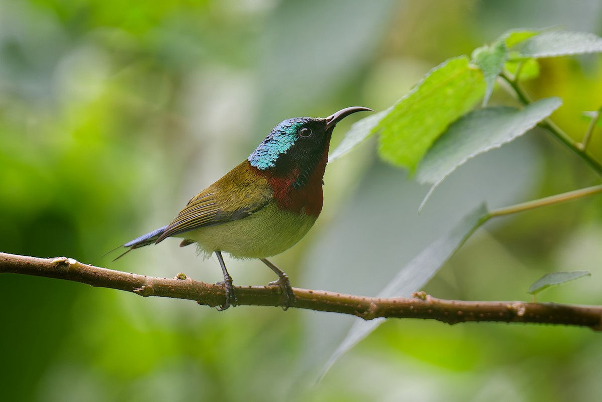 gaffelsolfugl - ML631131581