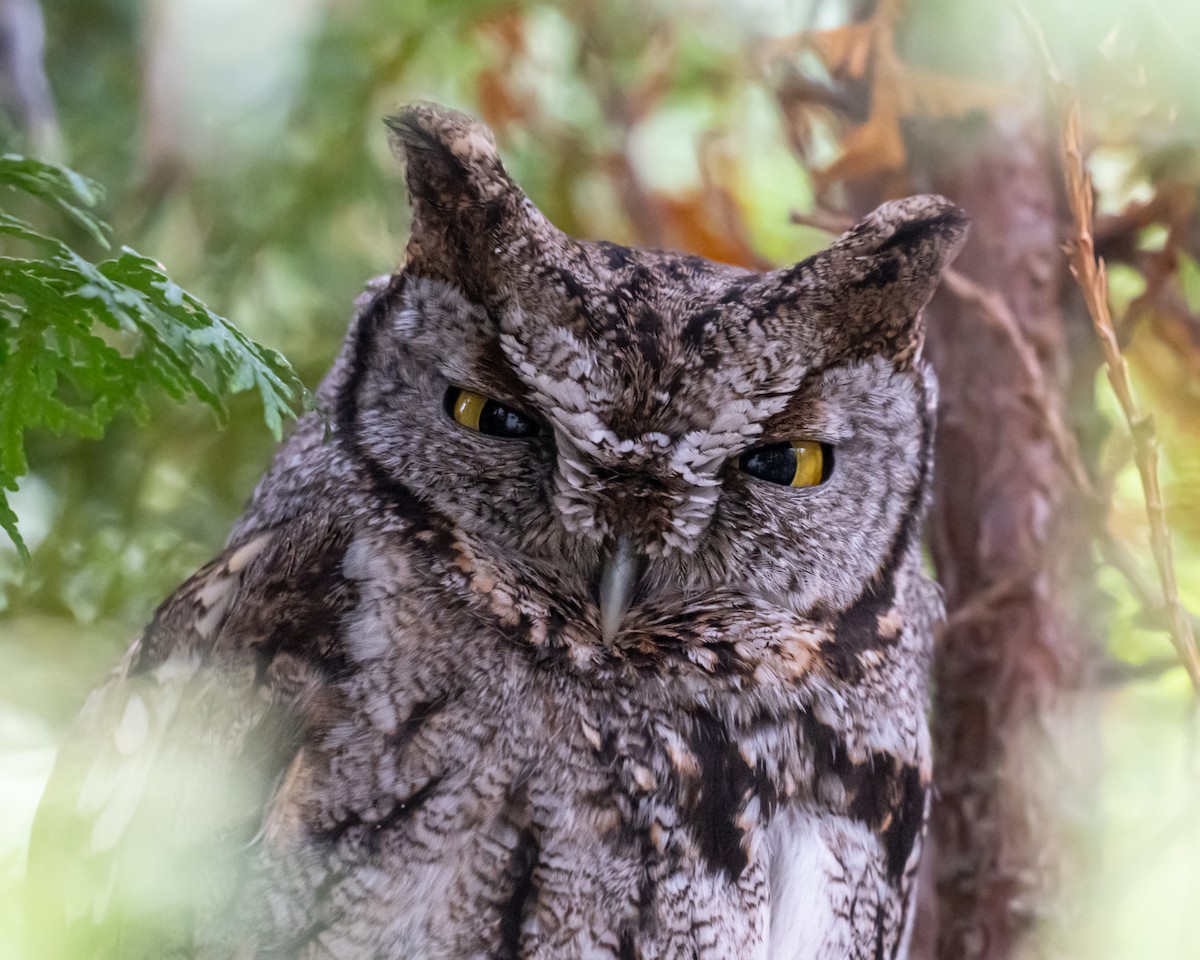 Western Screech-Owl - ML631131595