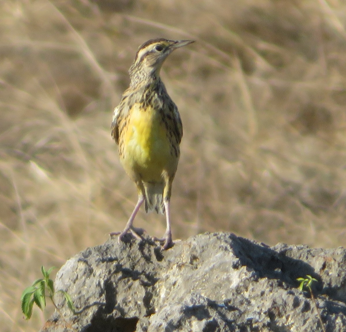 Eastern Meadowlark (Cuban) - ML631131598