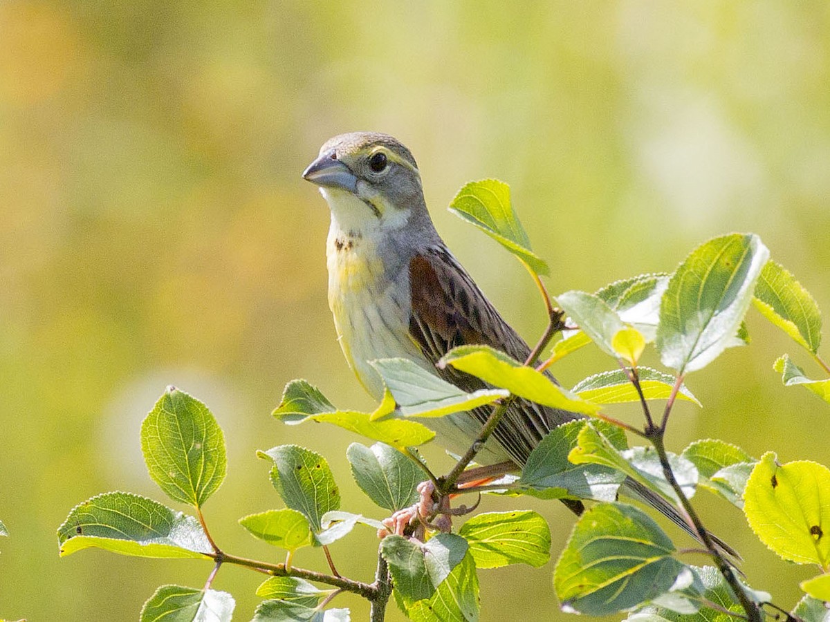 Dickcissel d'Amérique - ML63113161