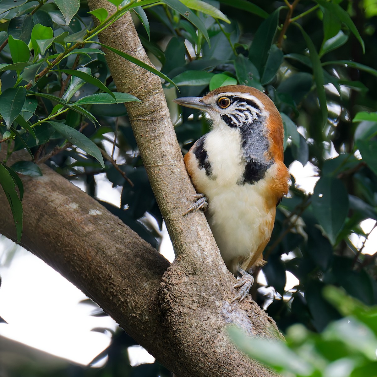 storkjedelattertrost - ML631131629