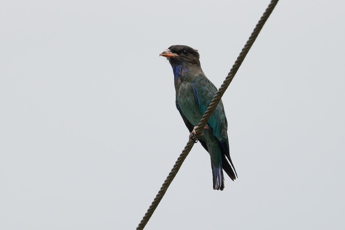 Dollarbird - ML631131632