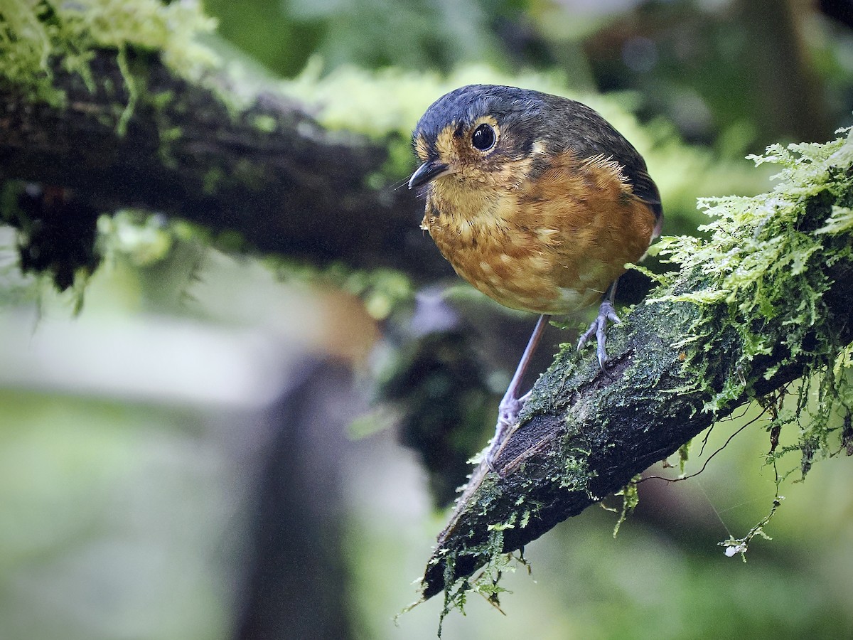 Slate-crowned Antpitta (Slate-crowned) - ML631131635