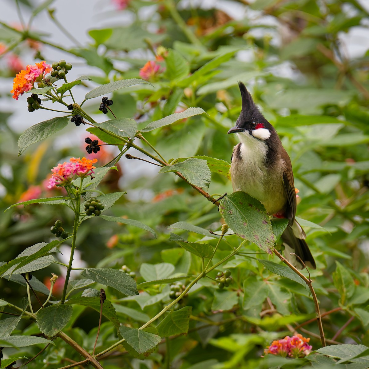 rødørebylbyl - ML631131644