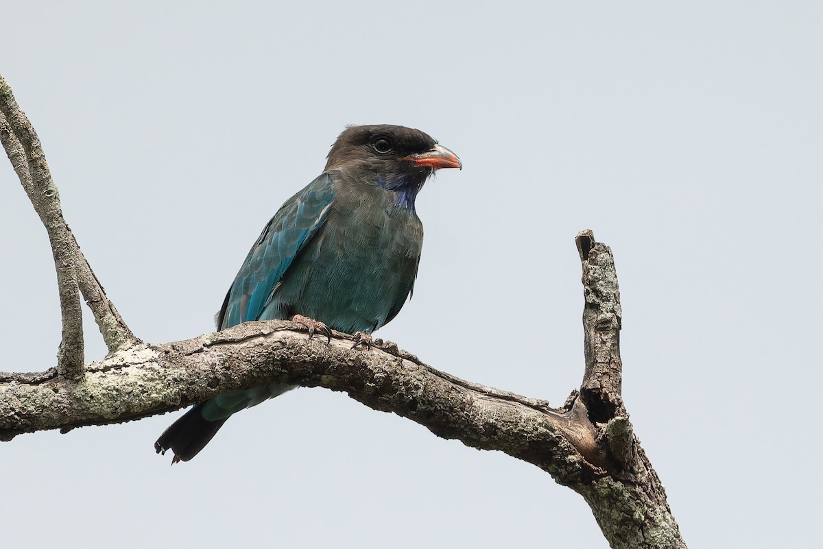 Dollarbird - ML631131647