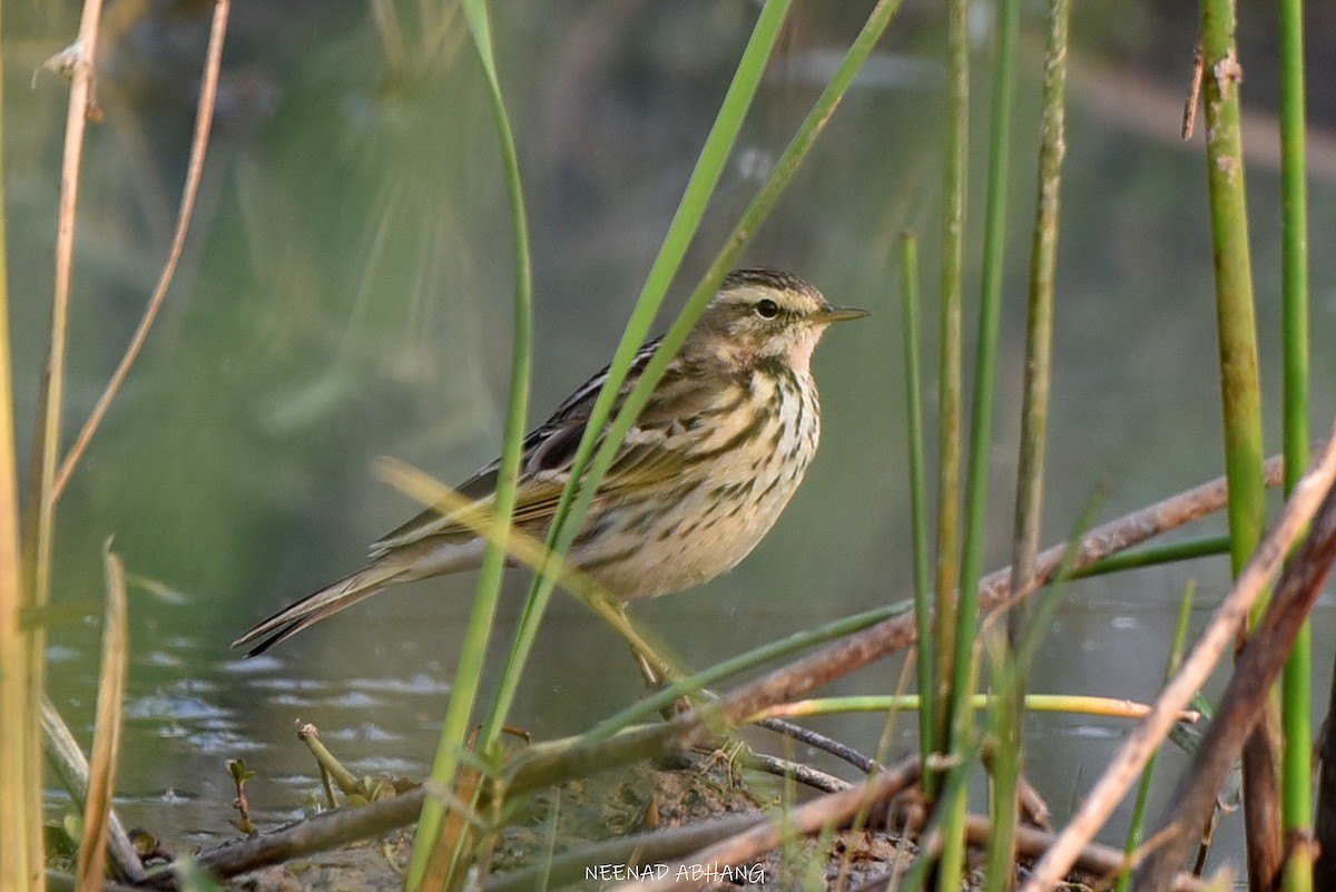 Rosy Pipit - ML631131805