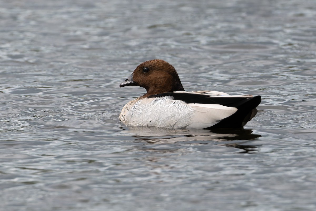 Maned Duck - ML631131885