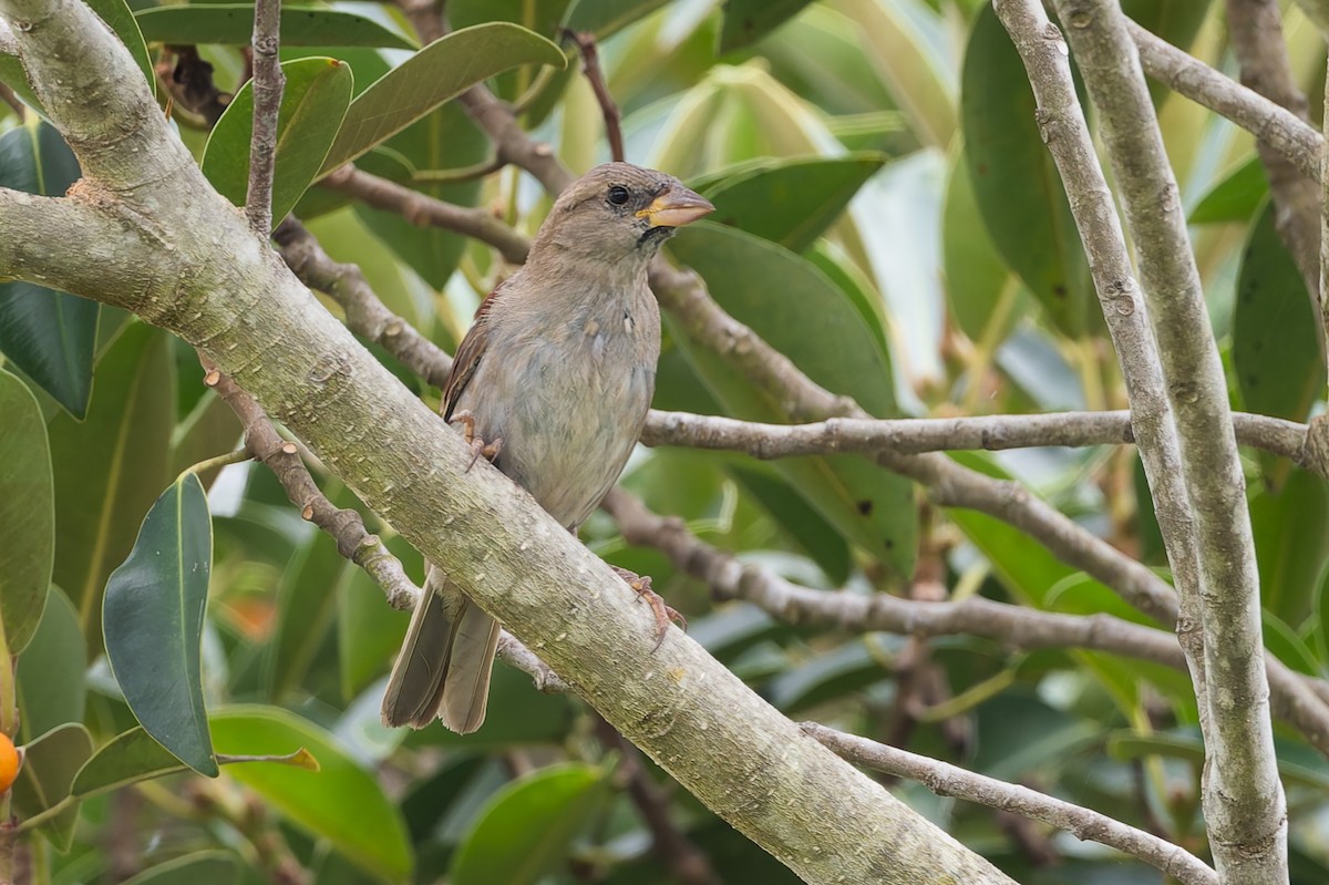 House Sparrow - ML631131913