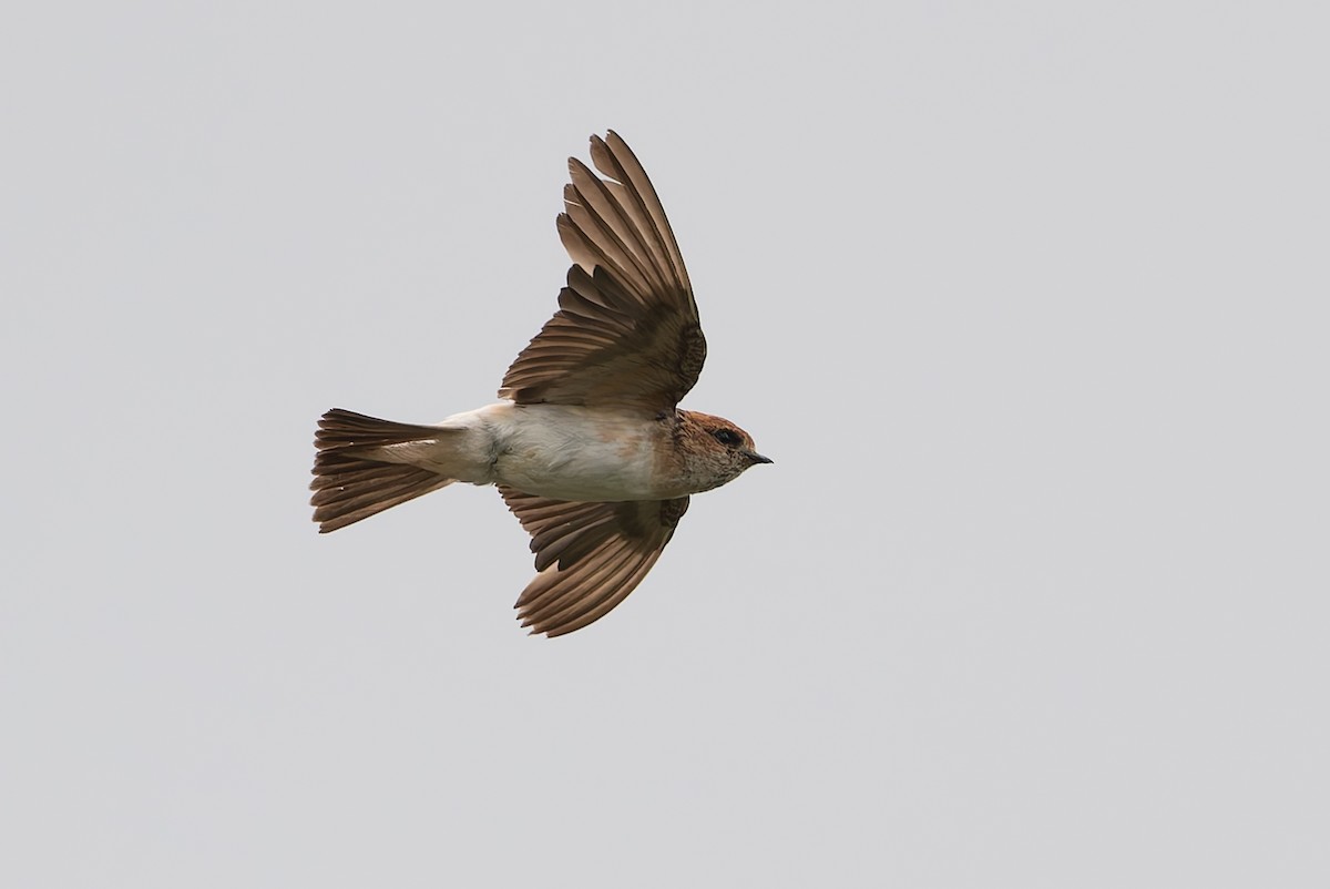 Fairy Martin - ML631131924