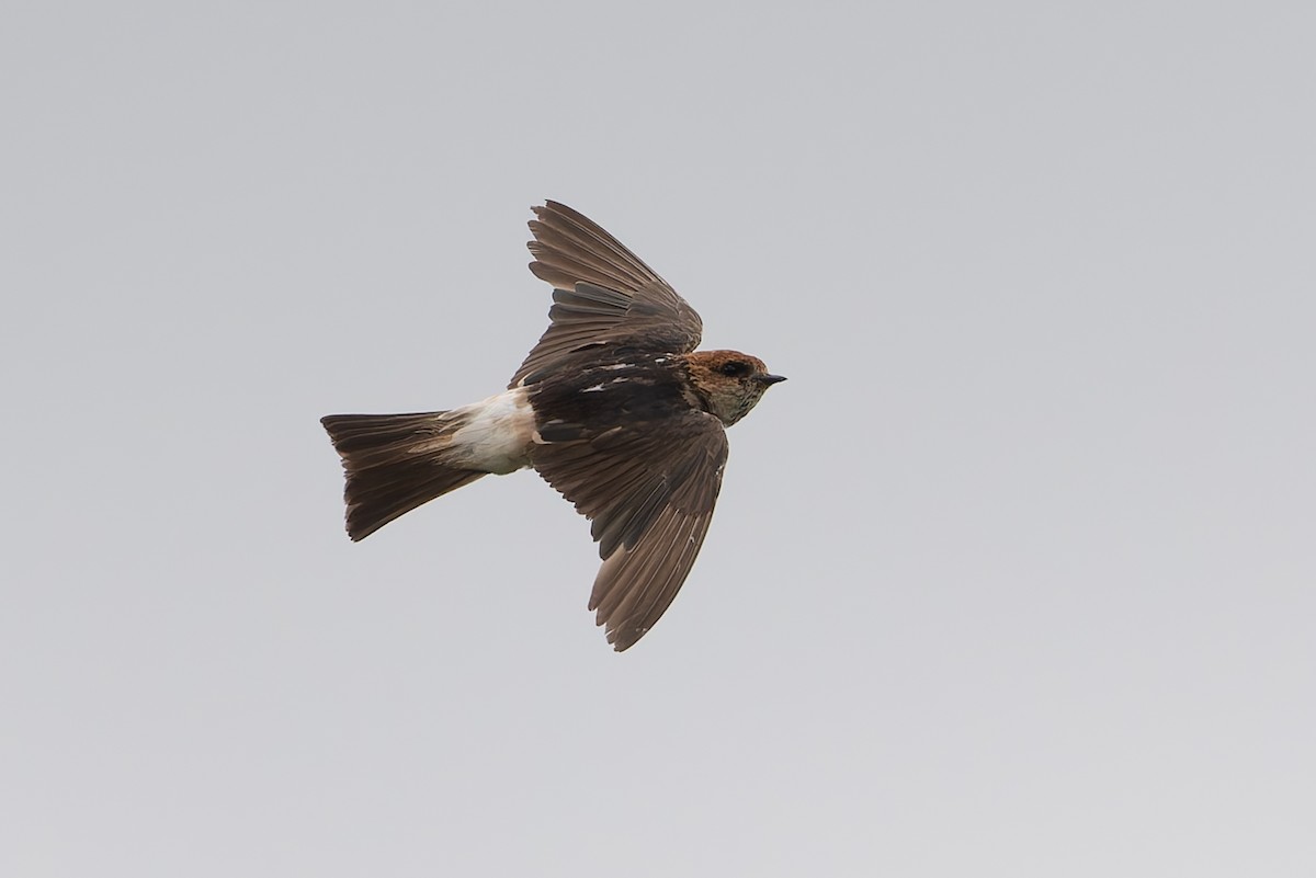 Fairy Martin - ML631131925