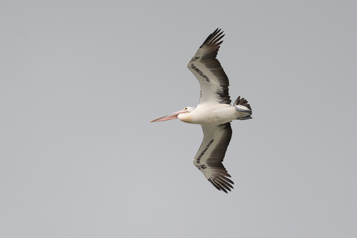 Australian Pelican - ML631131929