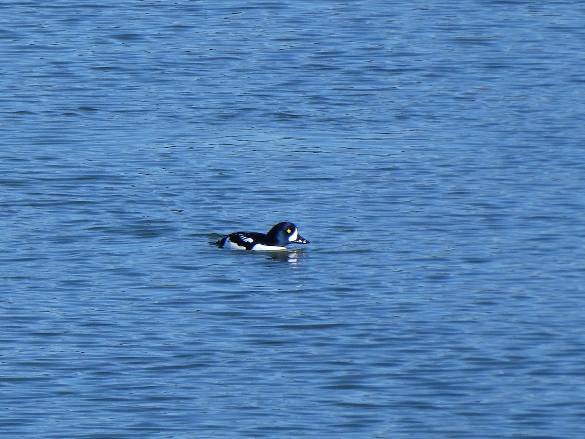 Barrow's Goldeneye - ML631131936