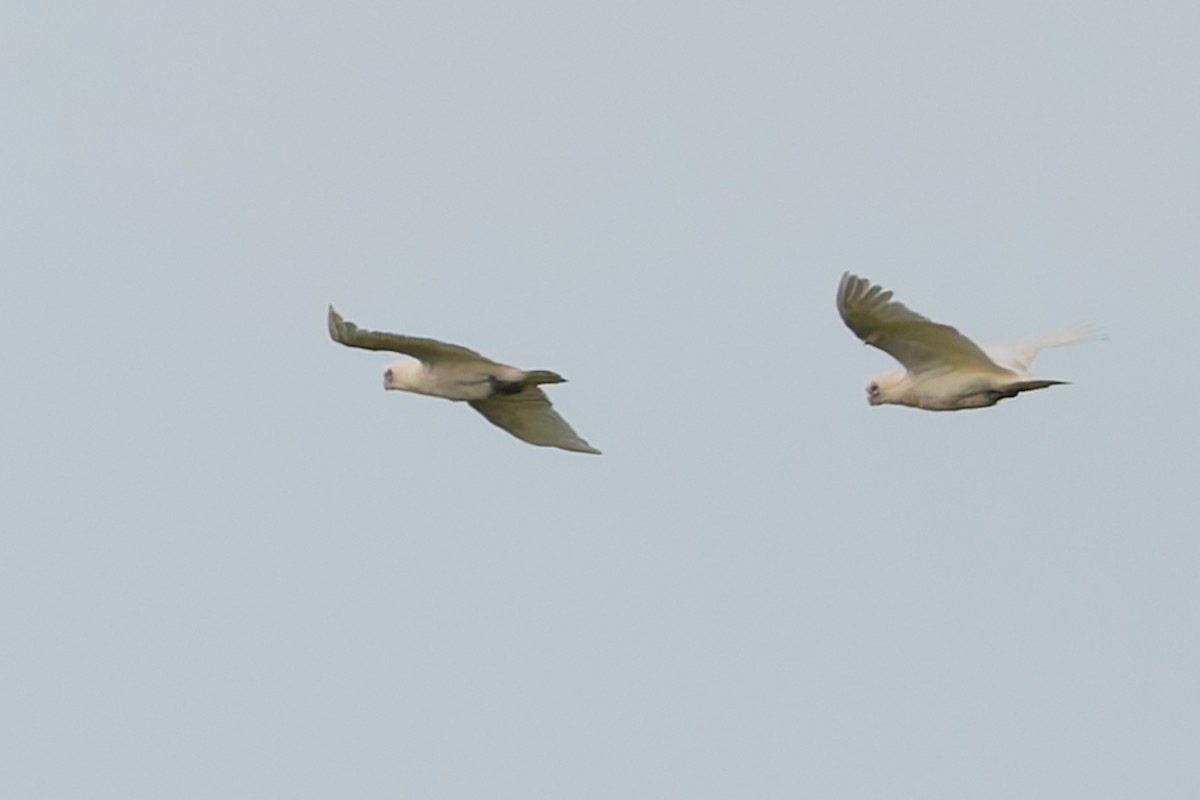 Little Corella - ML631131965