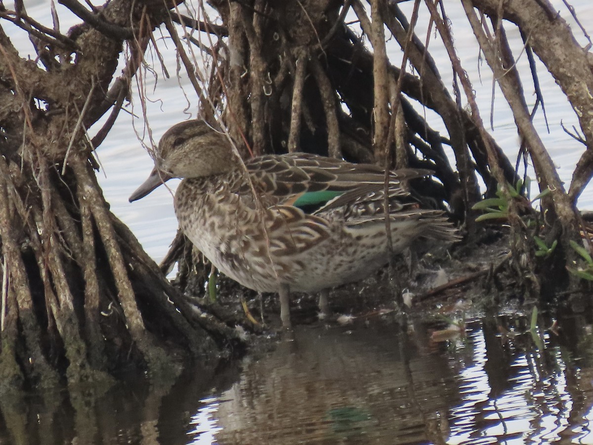 Green-winged Teal - ML631132188