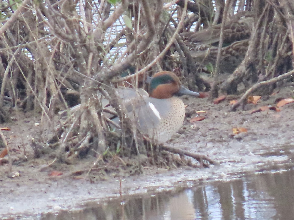 Green-winged Teal - ML631132189
