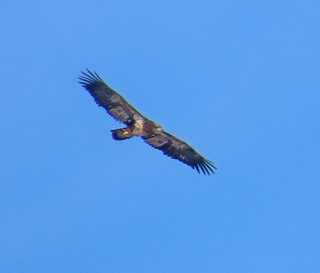ハクトウワシ - ML631132366