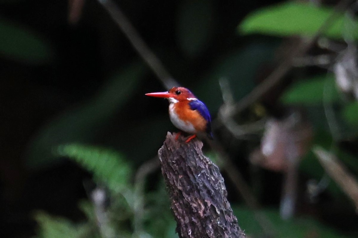 White-bellied Kingfisher - ML631132591