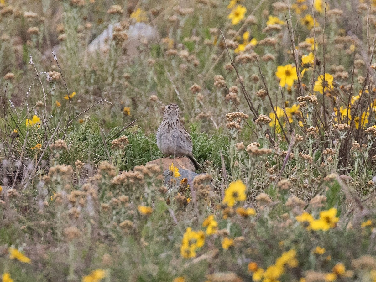 Puna Pipit - ML631132642