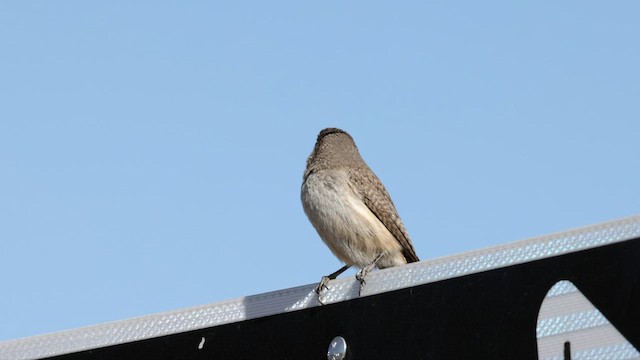 Rock Wren - ML631132695