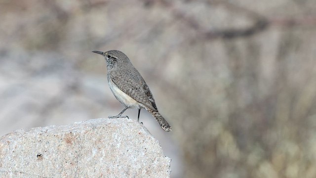 Rock Wren - ML631132751