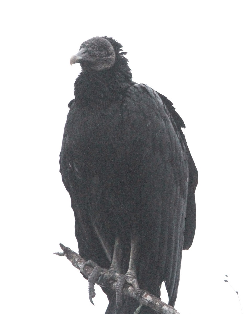Black Vulture - ML631132753