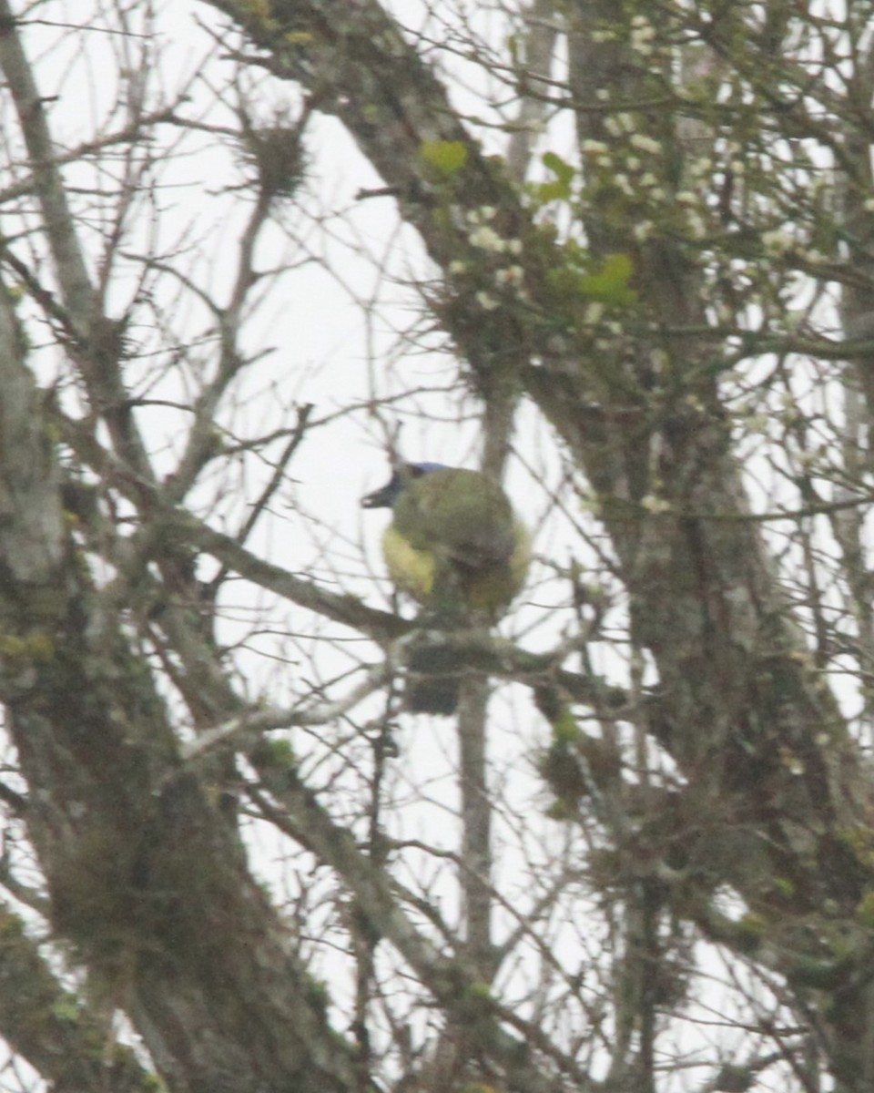 Green Jay - ML631132783