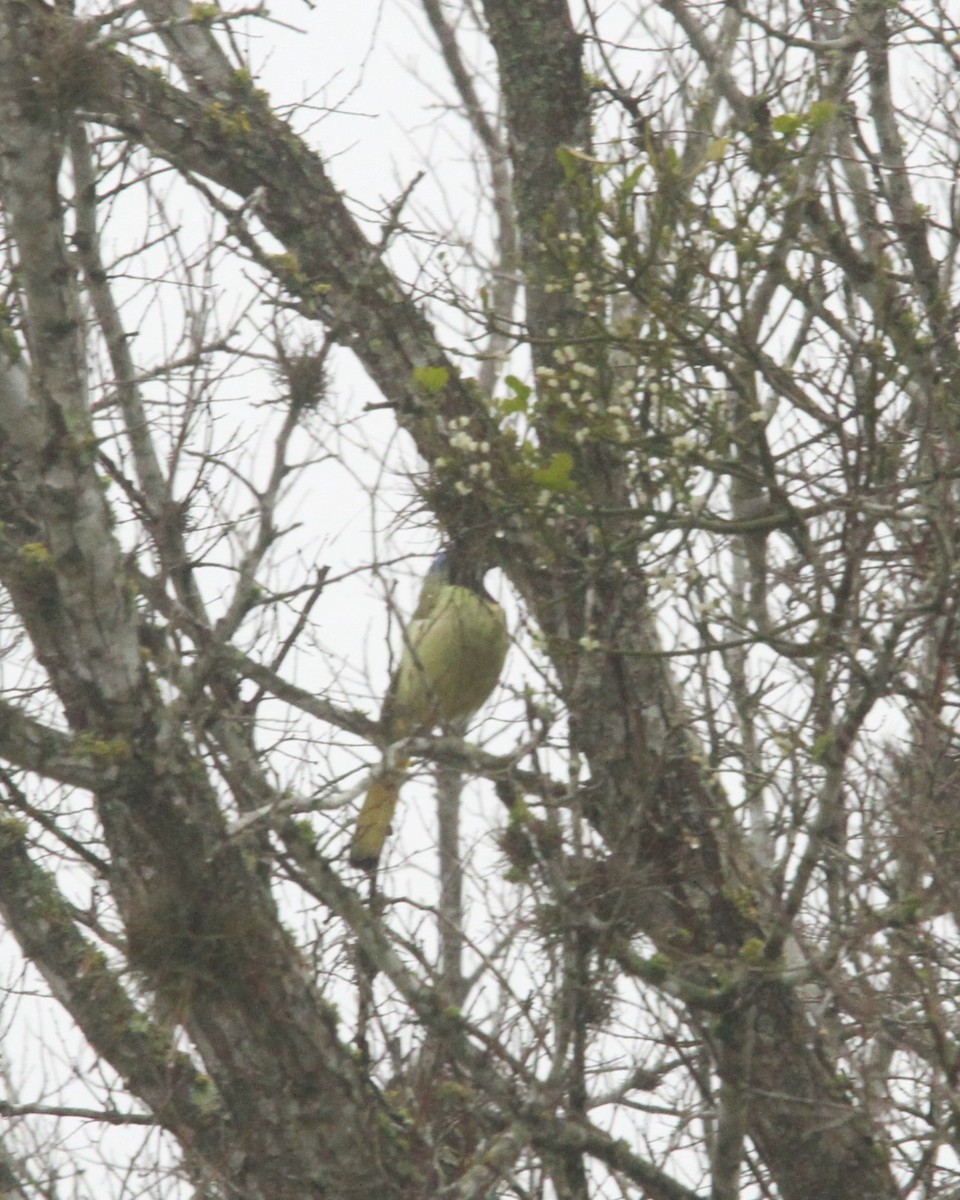 Green Jay - ML631132795