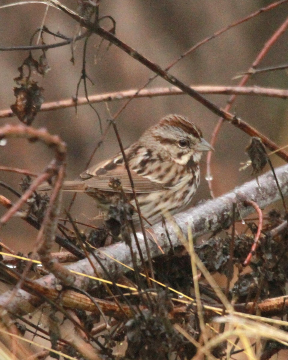 Song Sparrow - ML631132853