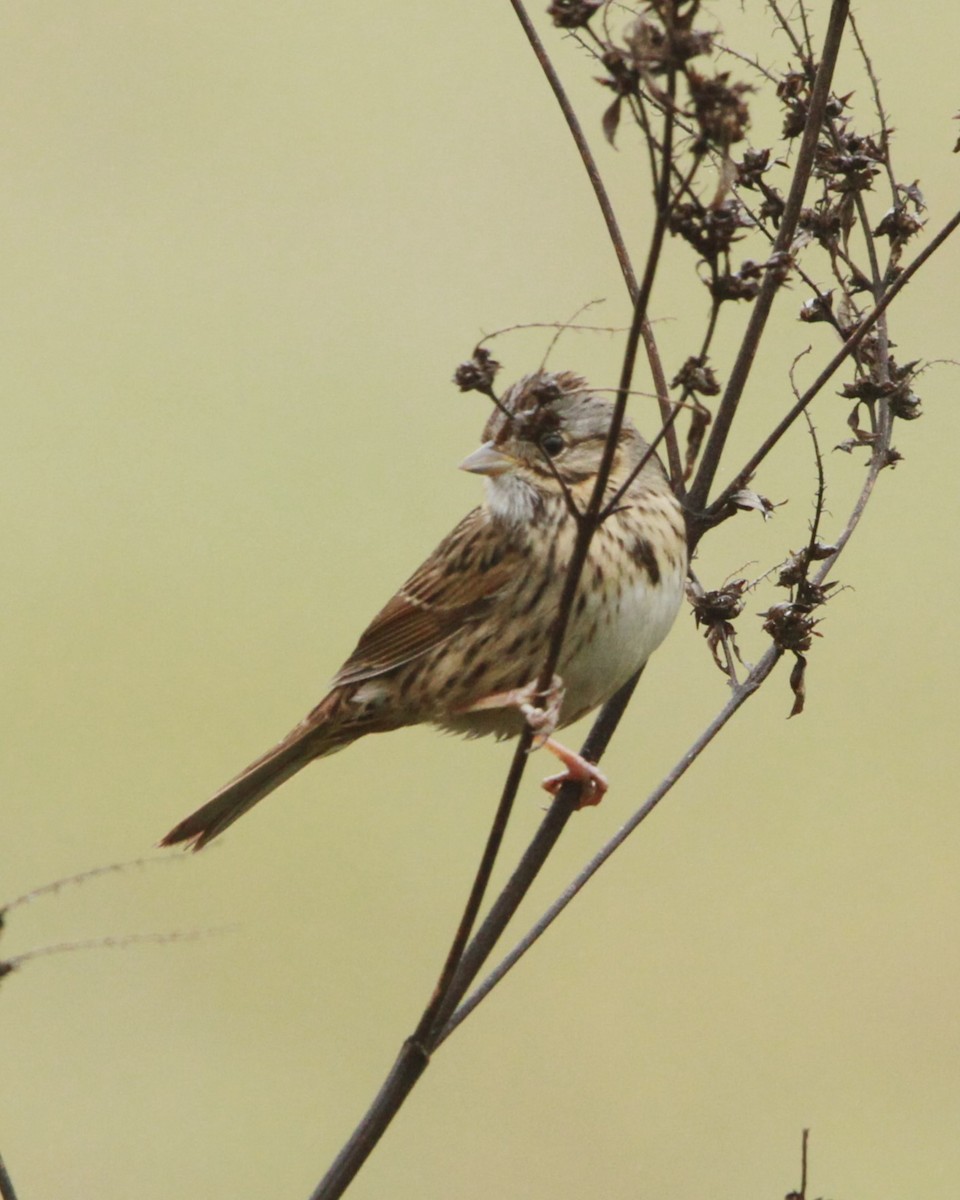 Lincoln's Sparrow - ML631132875