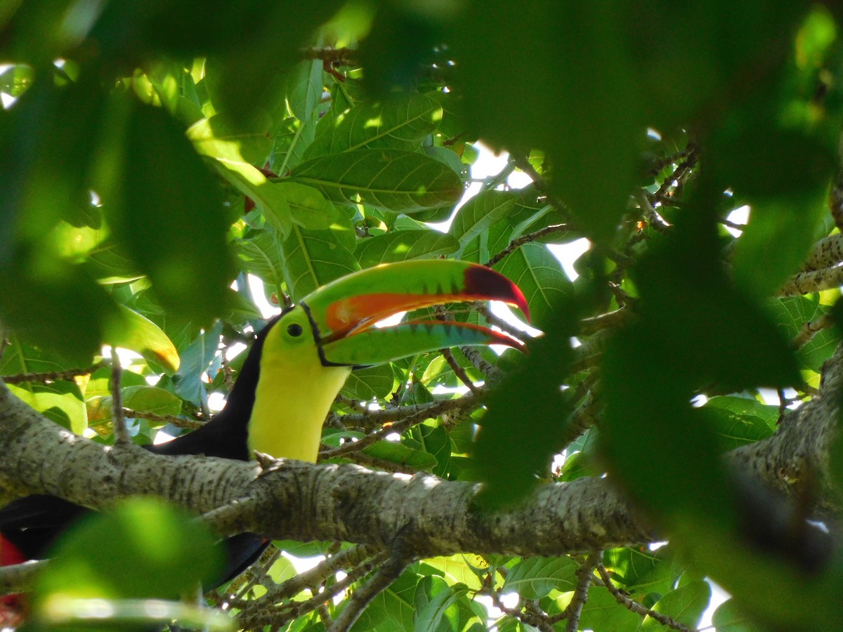 tukan středoamerický - ML631133068