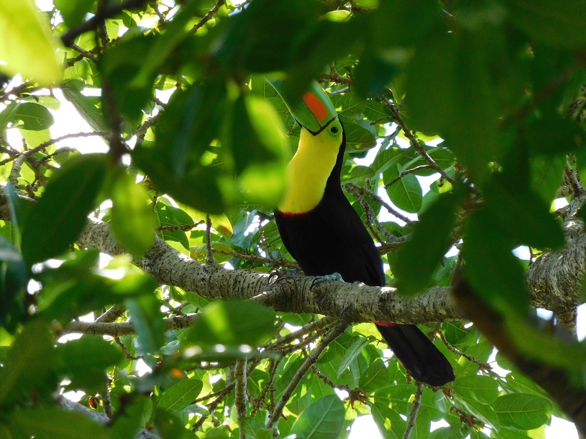 tukan středoamerický - ML631133069