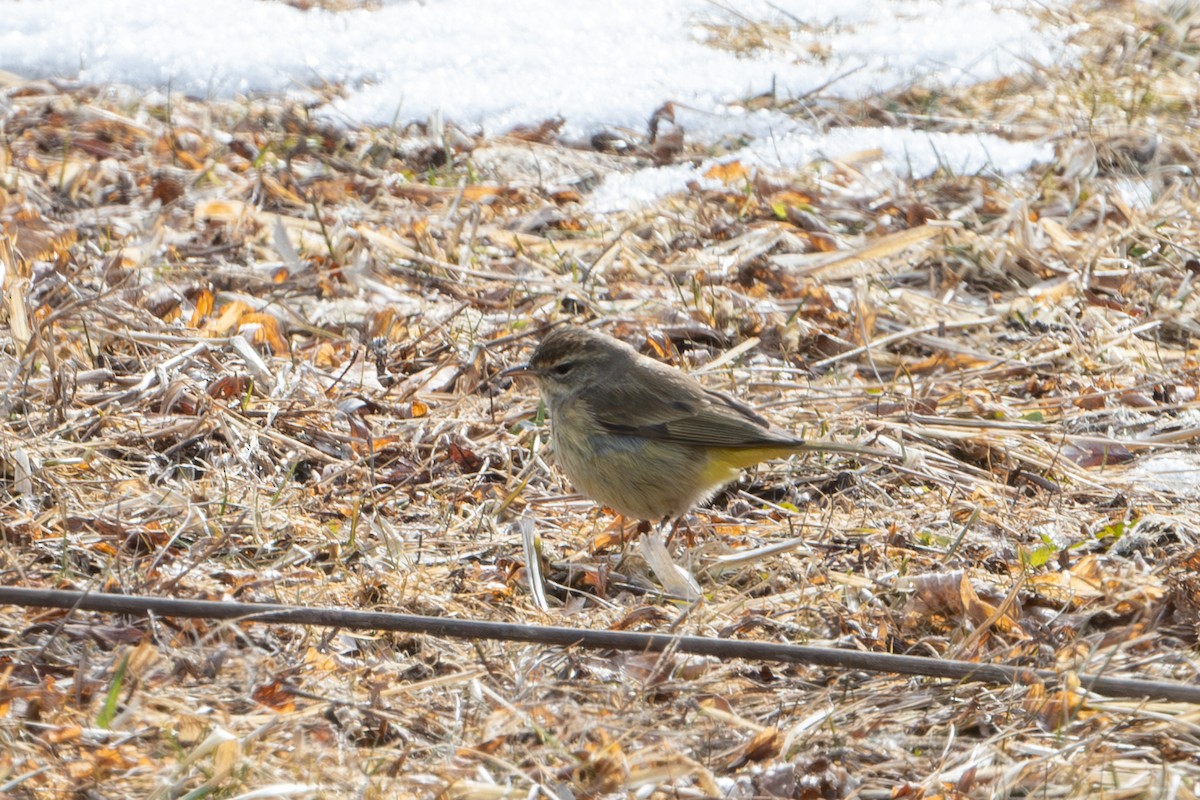 Palm Warbler - ML631133221