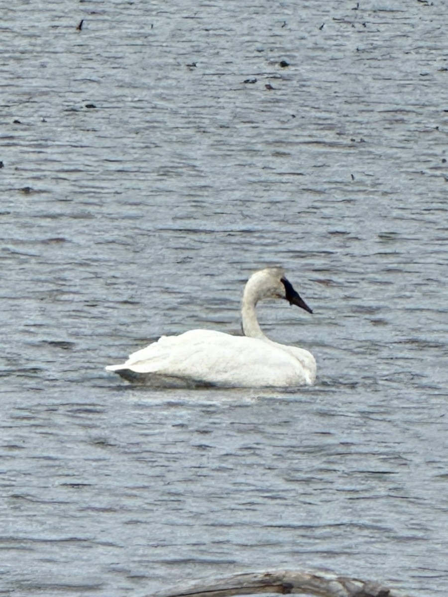 Trumpeter Swan - ML631133340