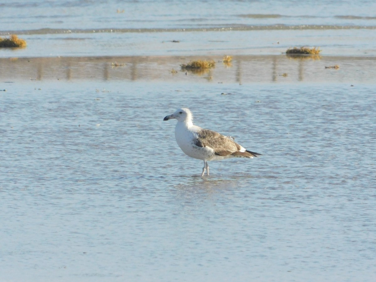 Kelp Gull - ML631133371