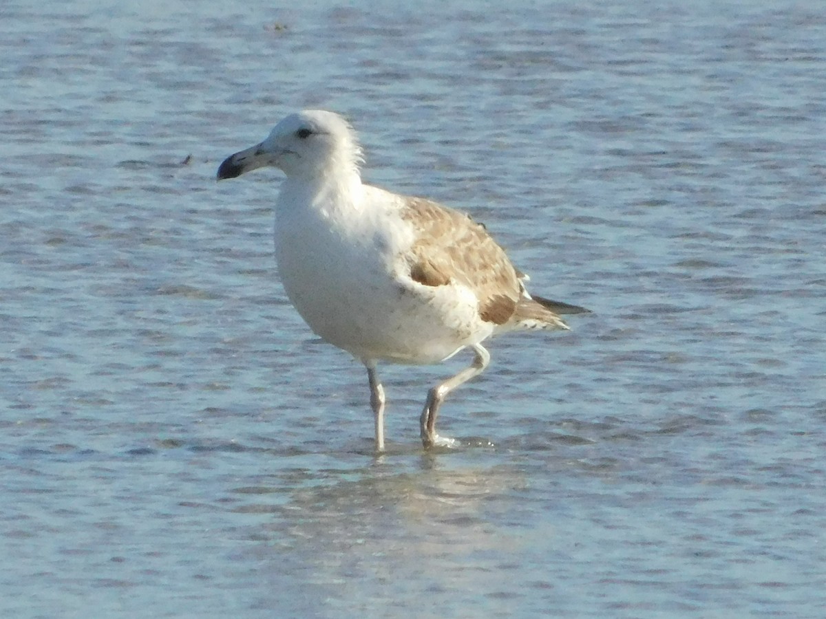 Kelp Gull - ML631133372