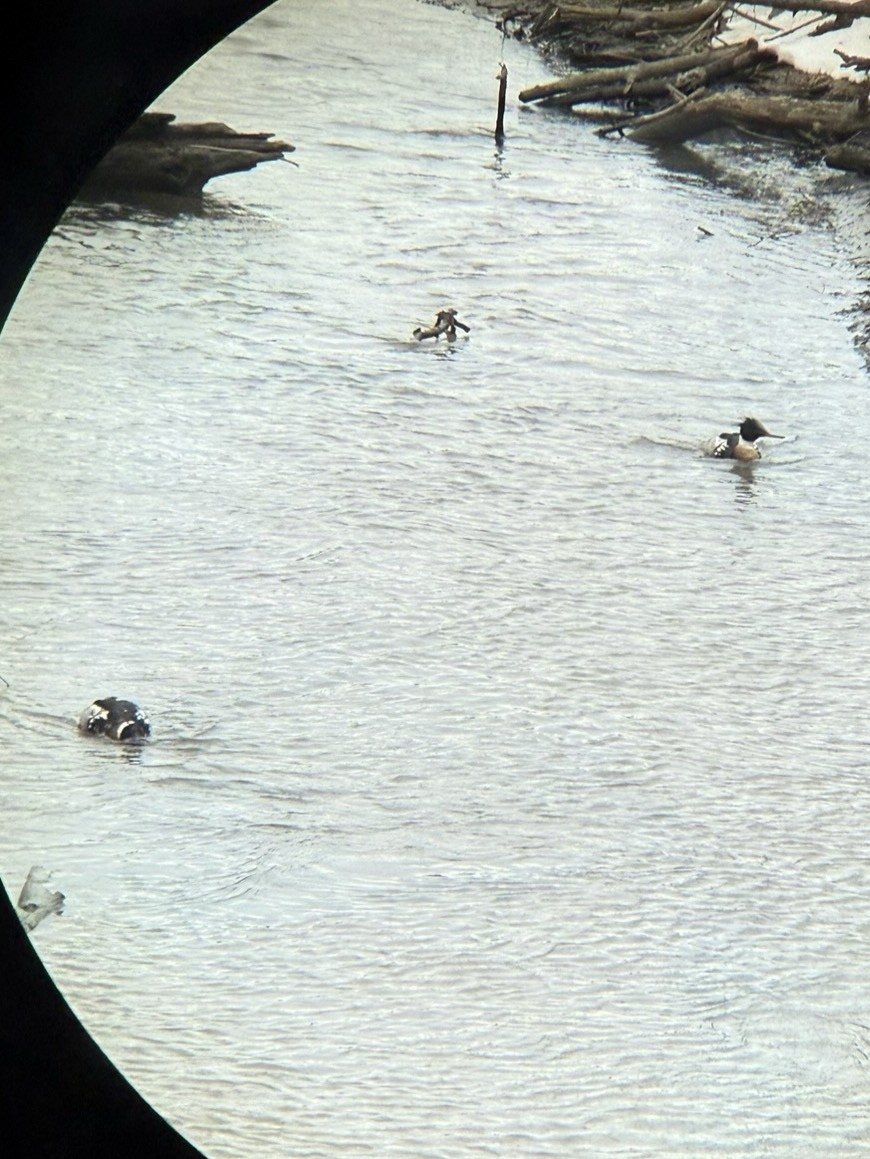 Red-breasted Merganser - ML631133476