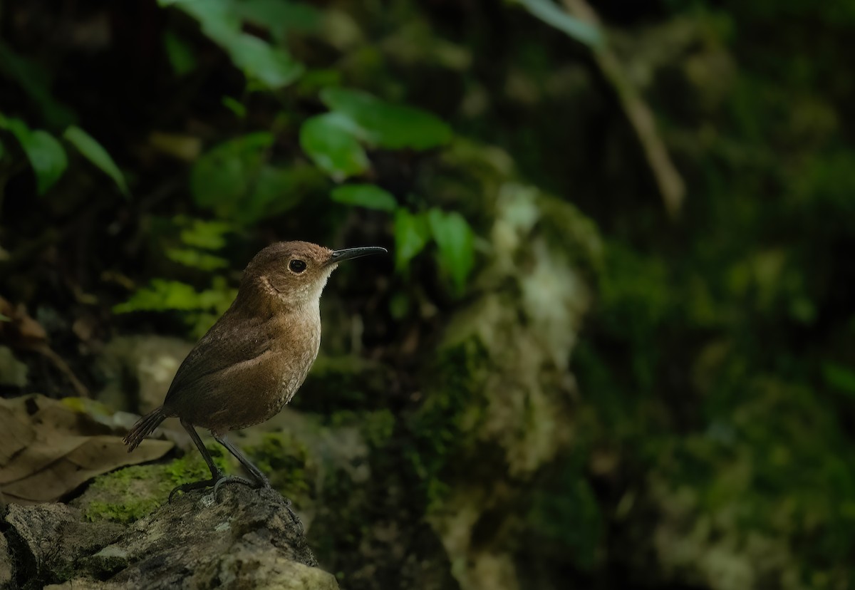 Nava's Wren - ML631133520