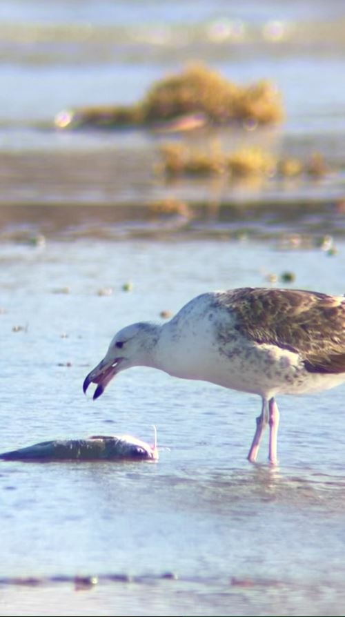 Kelp Gull - ML631133620