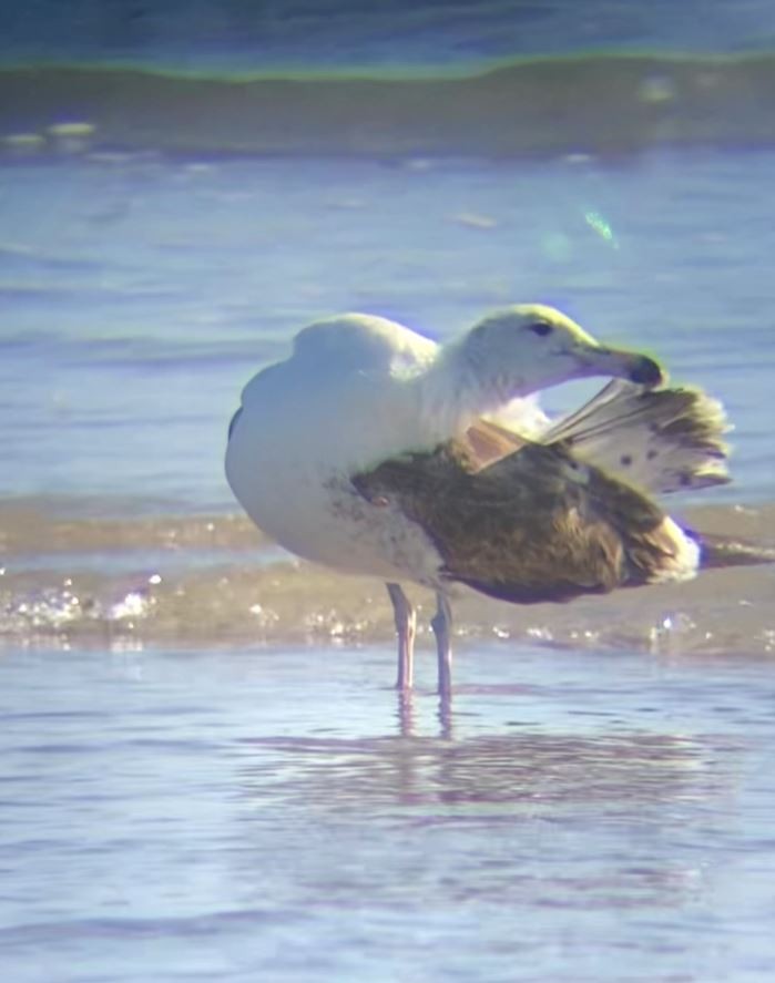 Kelp Gull - ML631133622
