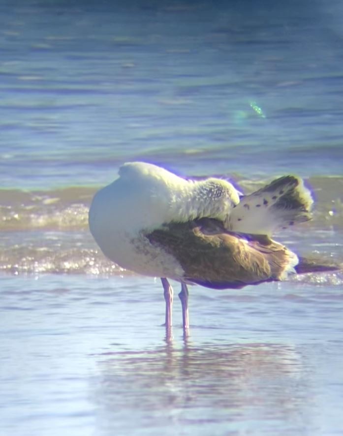 Kelp Gull - ML631133623