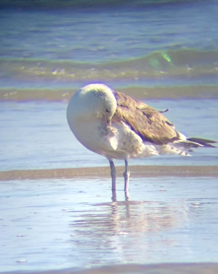 Kelp Gull - ML631133625
