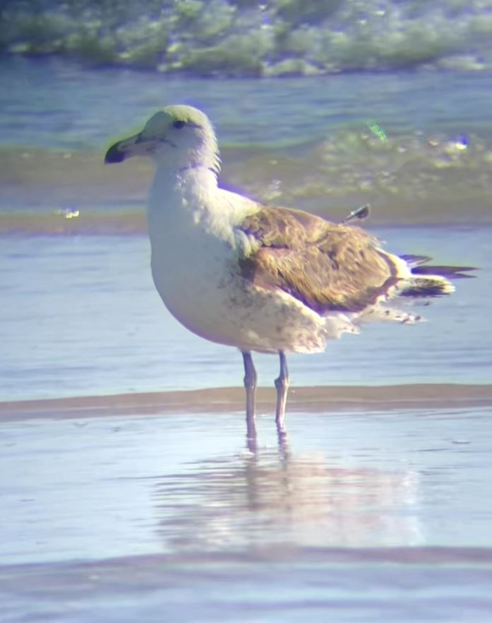 Kelp Gull - ML631133626